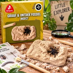 Insect Excavation Fossil